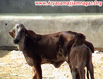 Gaushala at Tankra